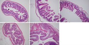 IHC-P tissue slides